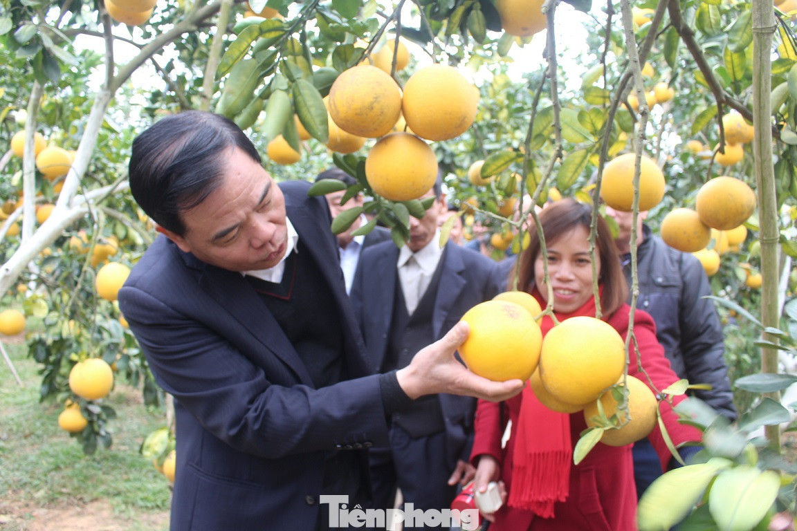 Mãn nhãn vườn cây quả vàng rực rỡ trước Tết ở Bắc Giang ảnh 10