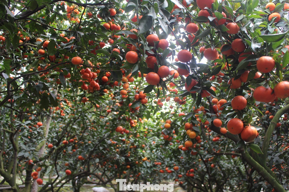 Mãn nhãn vườn cây quả vàng rực rỡ trước Tết ở Bắc Giang ảnh 1