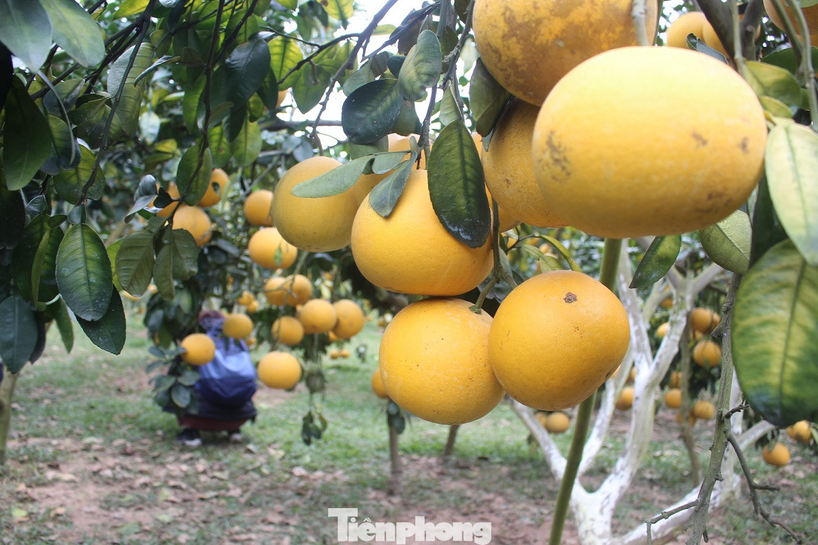 Mãn nhãn vườn cây quả vàng rực rỡ trước Tết ở Bắc Giang ảnh 8