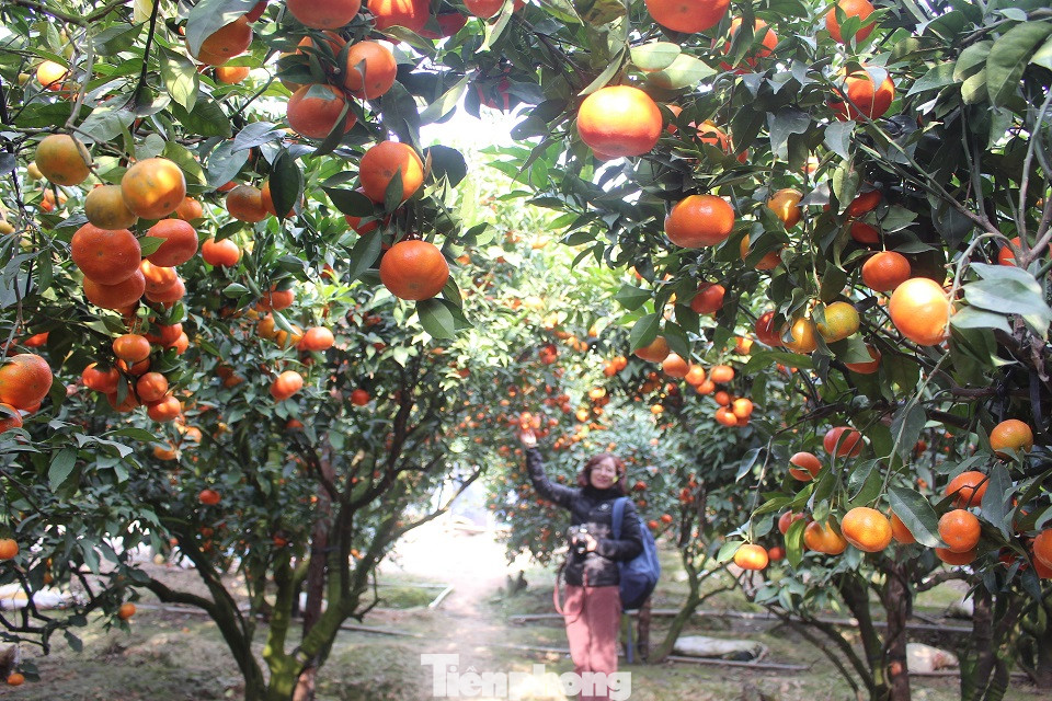 Mãn nhãn vườn cây quả vàng rực rỡ trước Tết ở Bắc Giang ảnh 2