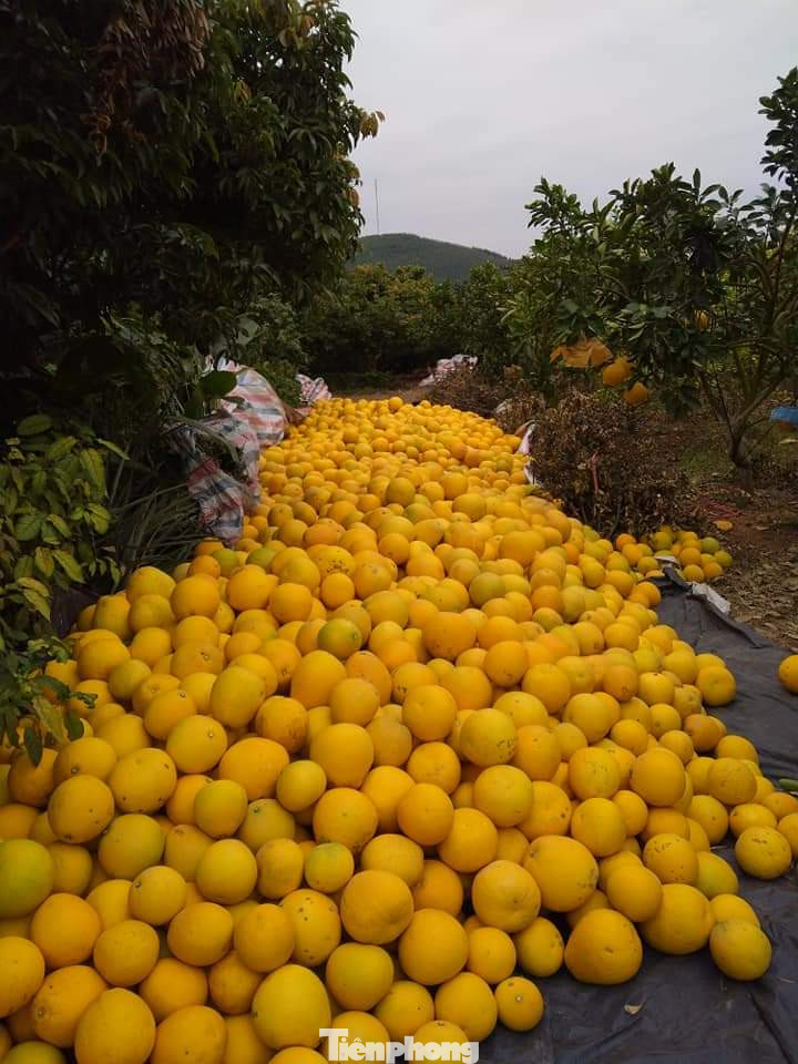 Mãn nhãn vườn cây quả vàng rực rỡ trước Tết ở Bắc Giang ảnh 4
