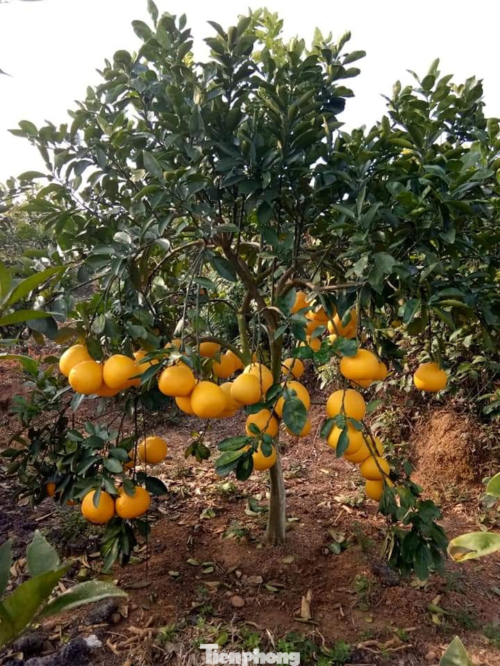 Mãn nhãn vườn cây quả vàng rực rỡ trước Tết ở Bắc Giang ảnh 3