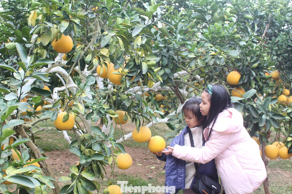 Mãn nhãn vườn cây quả vàng rực rỡ trước Tết ở Bắc Giang ảnh 9