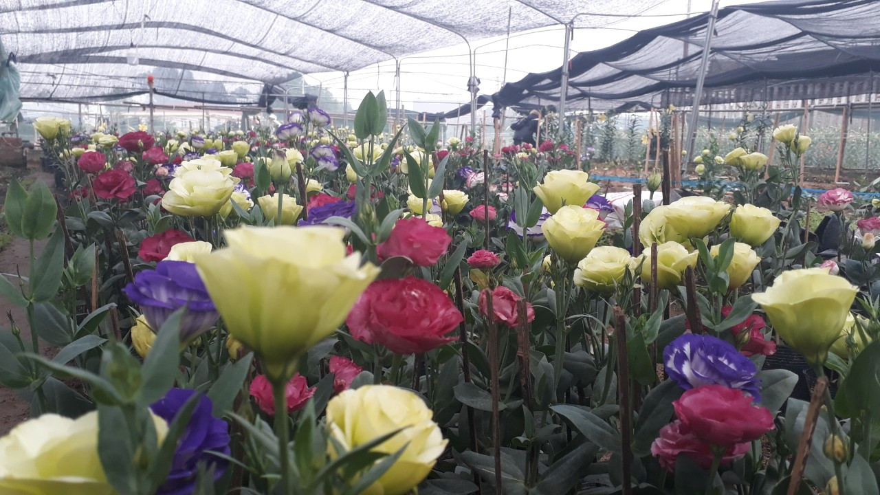 Bên trong vựa hoa lớn nhất Bắc Giang ngày giáp Tết ảnh 10