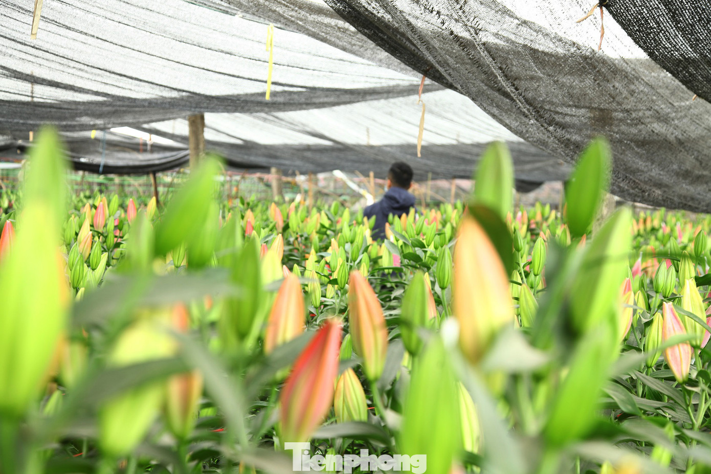 Nông dân vựa hoa ly lớn nhất Bắc Giang lo gặp cảnh 'hoa cười, người khóc' ảnh 1