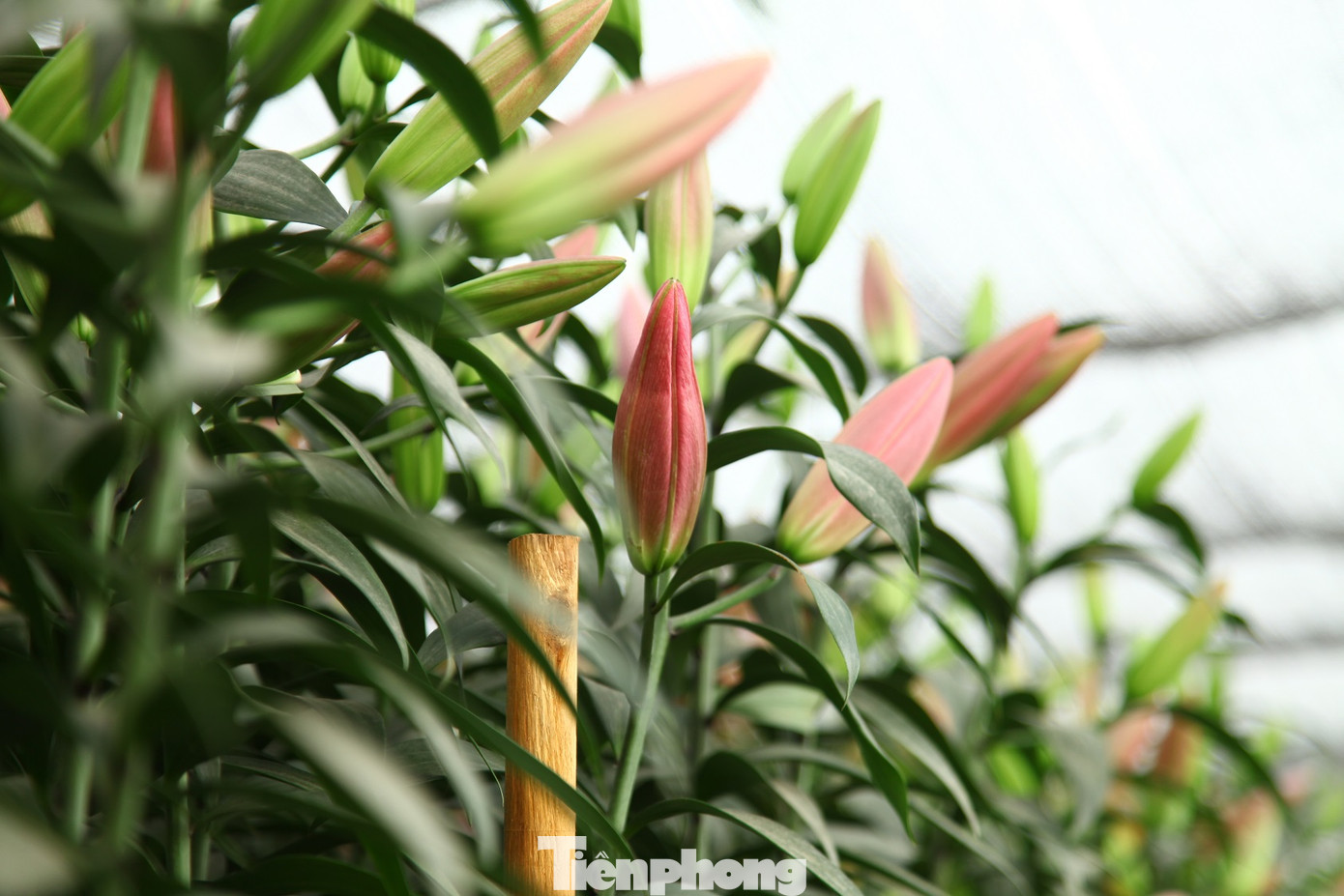 Nông dân vựa hoa ly lớn nhất Bắc Giang lo gặp cảnh 'hoa cười, người khóc' ảnh 11