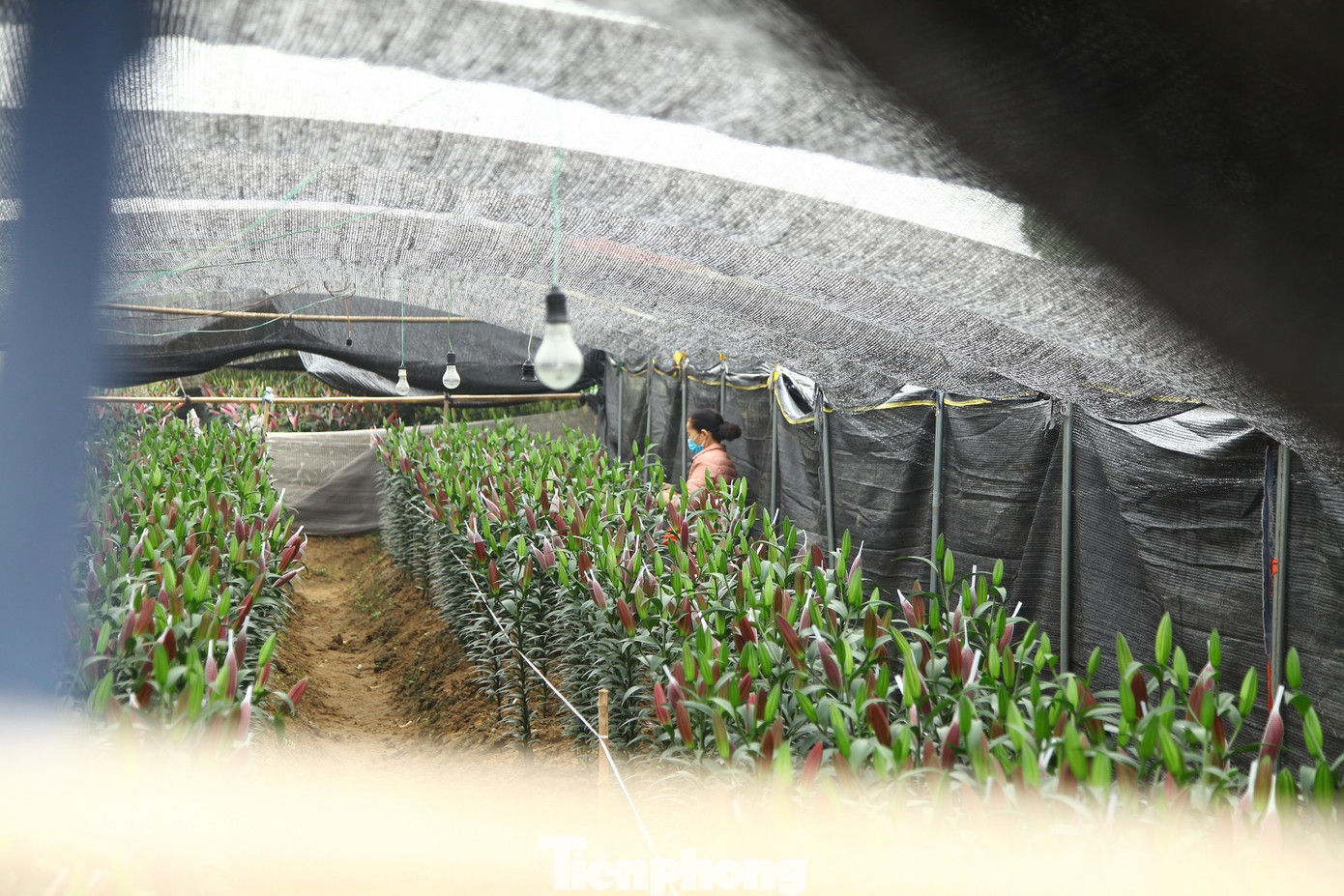 Nông dân vựa hoa ly lớn nhất Bắc Giang lo gặp cảnh 'hoa cười, người khóc' ảnh 6