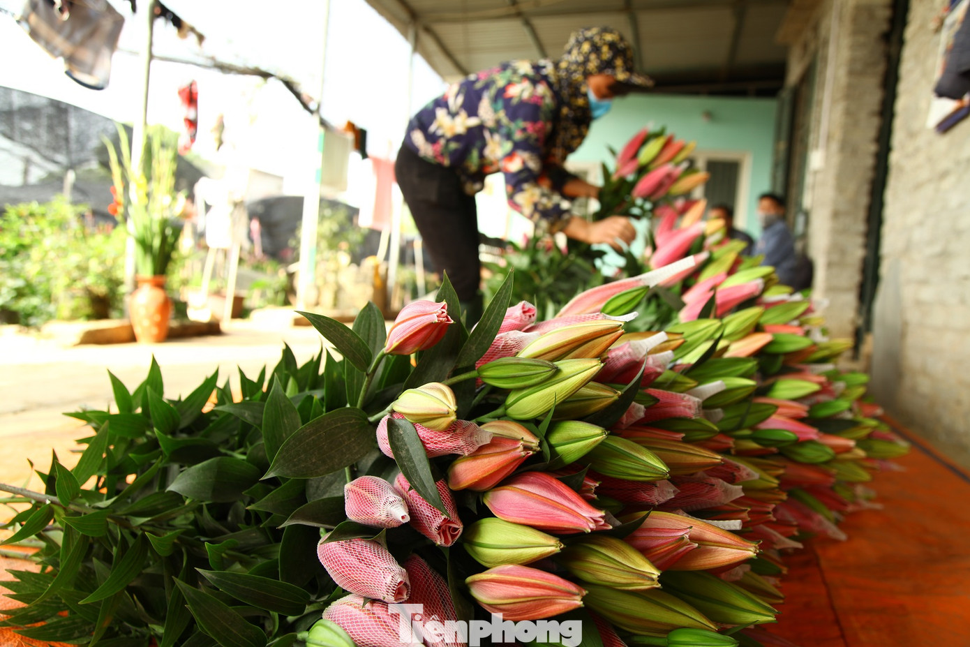Nông dân vựa hoa ly lớn nhất Bắc Giang lo gặp cảnh 'hoa cười, người khóc' ảnh 15
