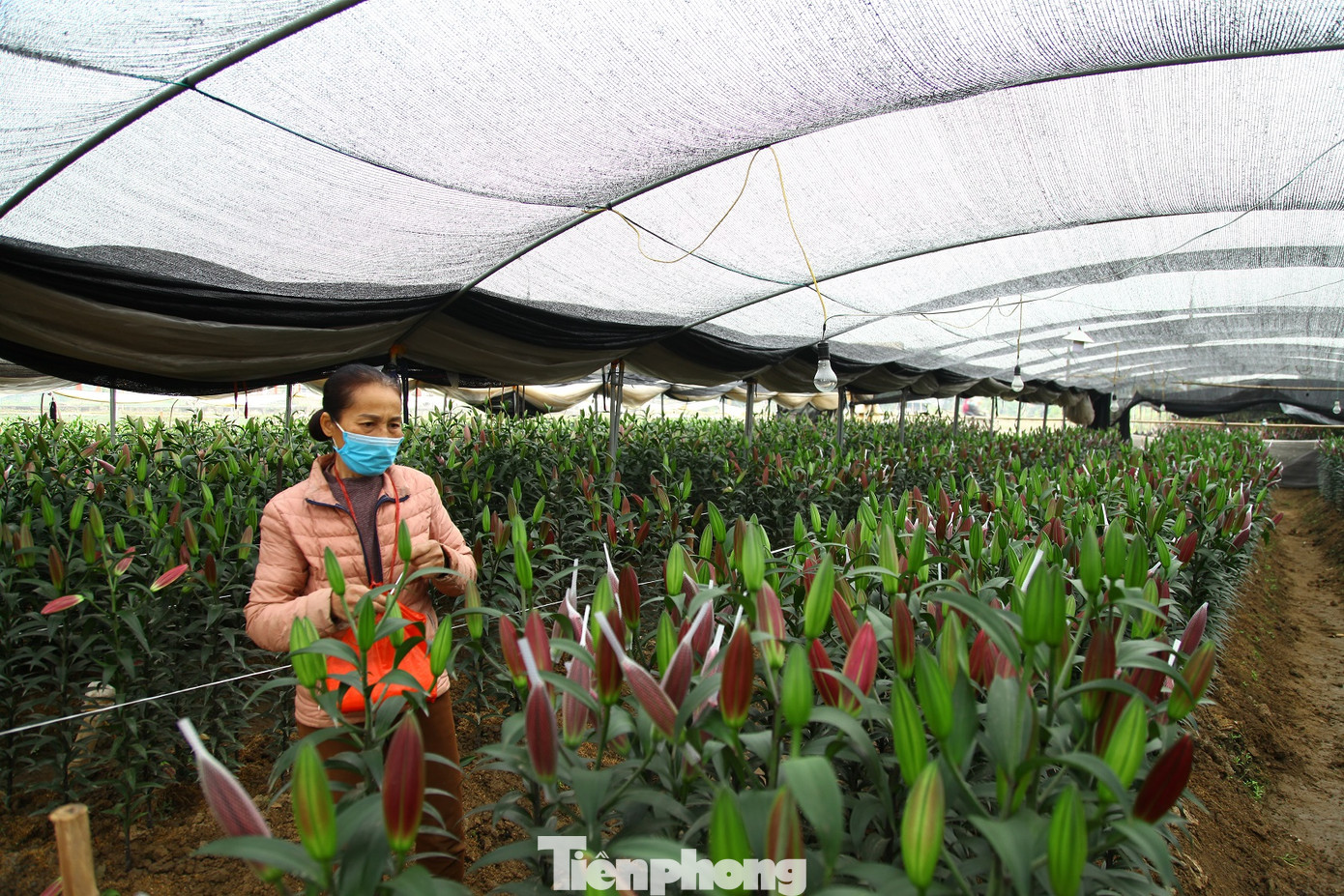 Nông dân vựa hoa ly lớn nhất Bắc Giang lo gặp cảnh 'hoa cười, người khóc' ảnh 12