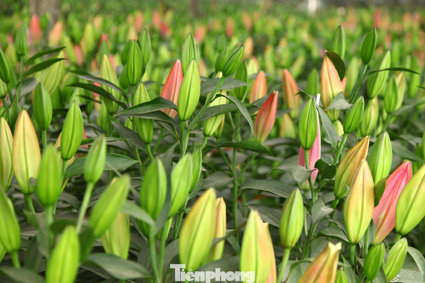 Nông dân vựa hoa ly lớn nhất Bắc Giang lo gặp cảnh 'hoa cười, người khóc' ảnh 3