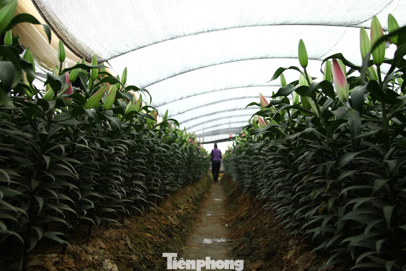 Nông dân vựa hoa ly lớn nhất Bắc Giang lo gặp cảnh 'hoa cười, người khóc' ảnh 2