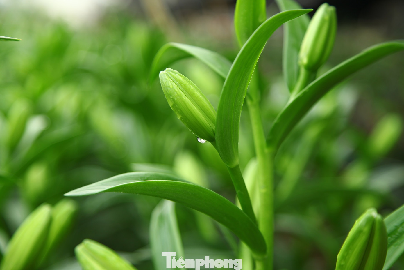 Nông dân vựa hoa ly lớn nhất Bắc Giang lo gặp cảnh 'hoa cười, người khóc' ảnh 4