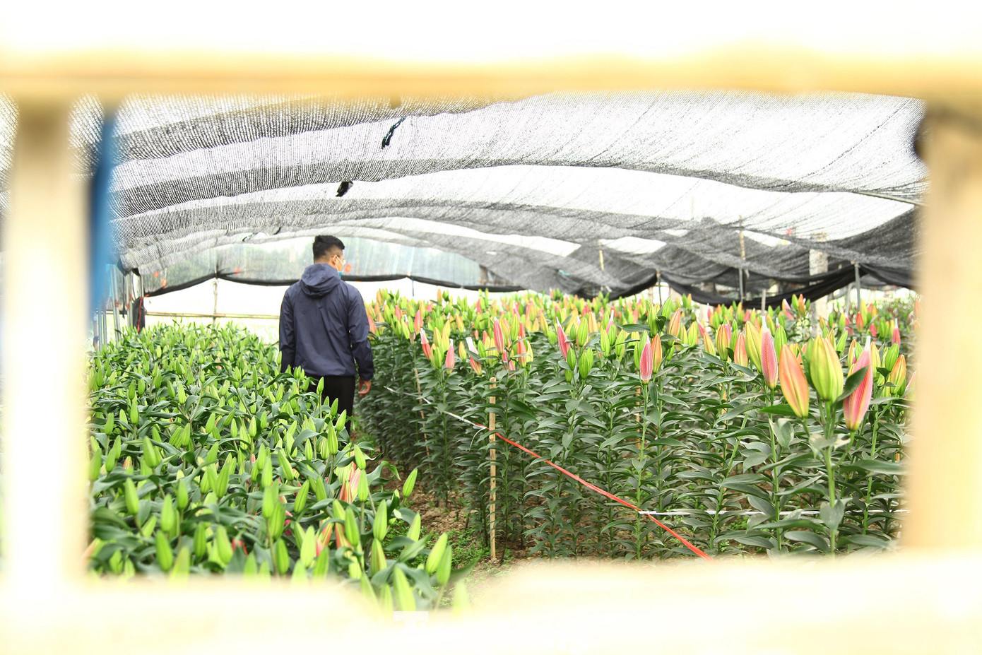 Nông dân vựa hoa ly lớn nhất Bắc Giang lo gặp cảnh 'hoa cười, người khóc' ảnh 10