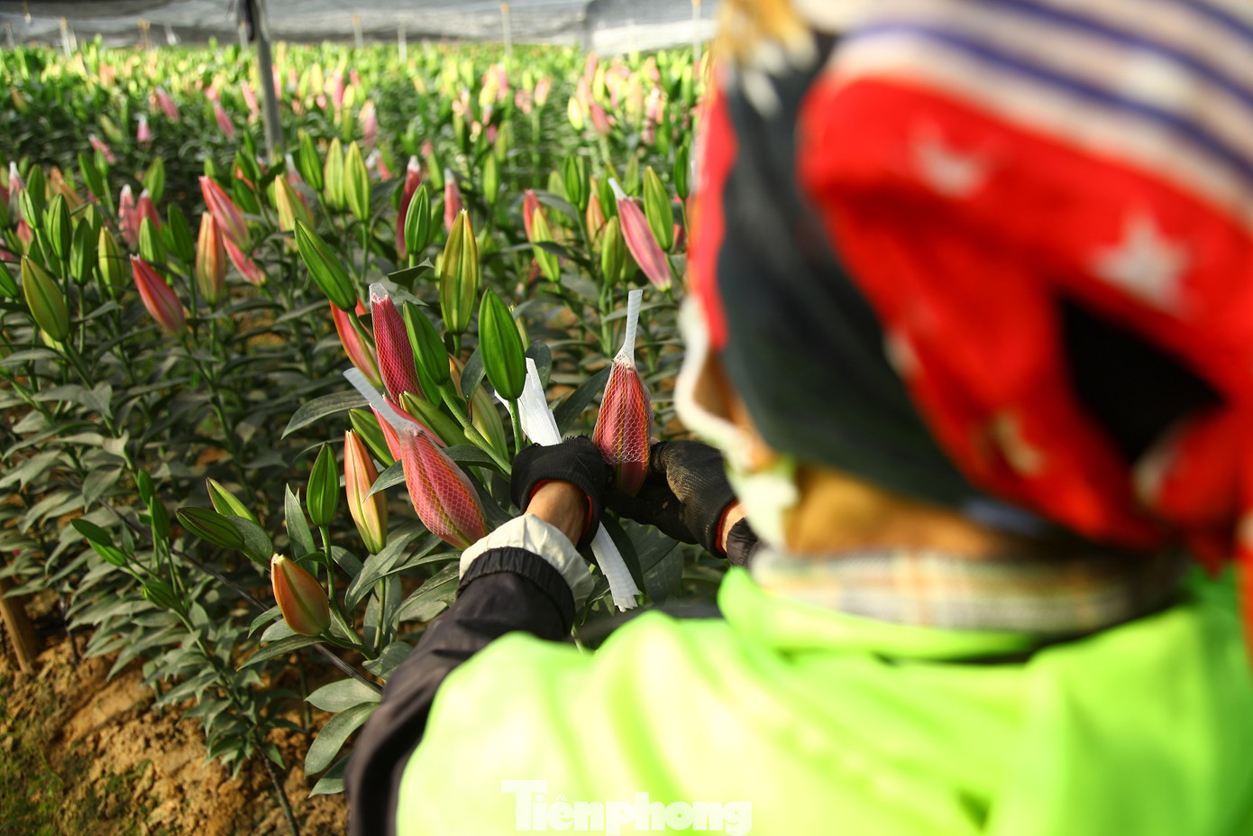 Nông dân vựa hoa ly lớn nhất Bắc Giang lo gặp cảnh 'hoa cười, người khóc' ảnh 14