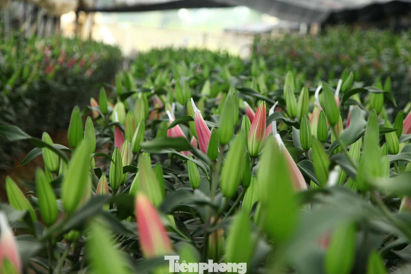 Nông dân vựa hoa ly lớn nhất Bắc Giang lo gặp cảnh 'hoa cười, người khóc' ảnh 13