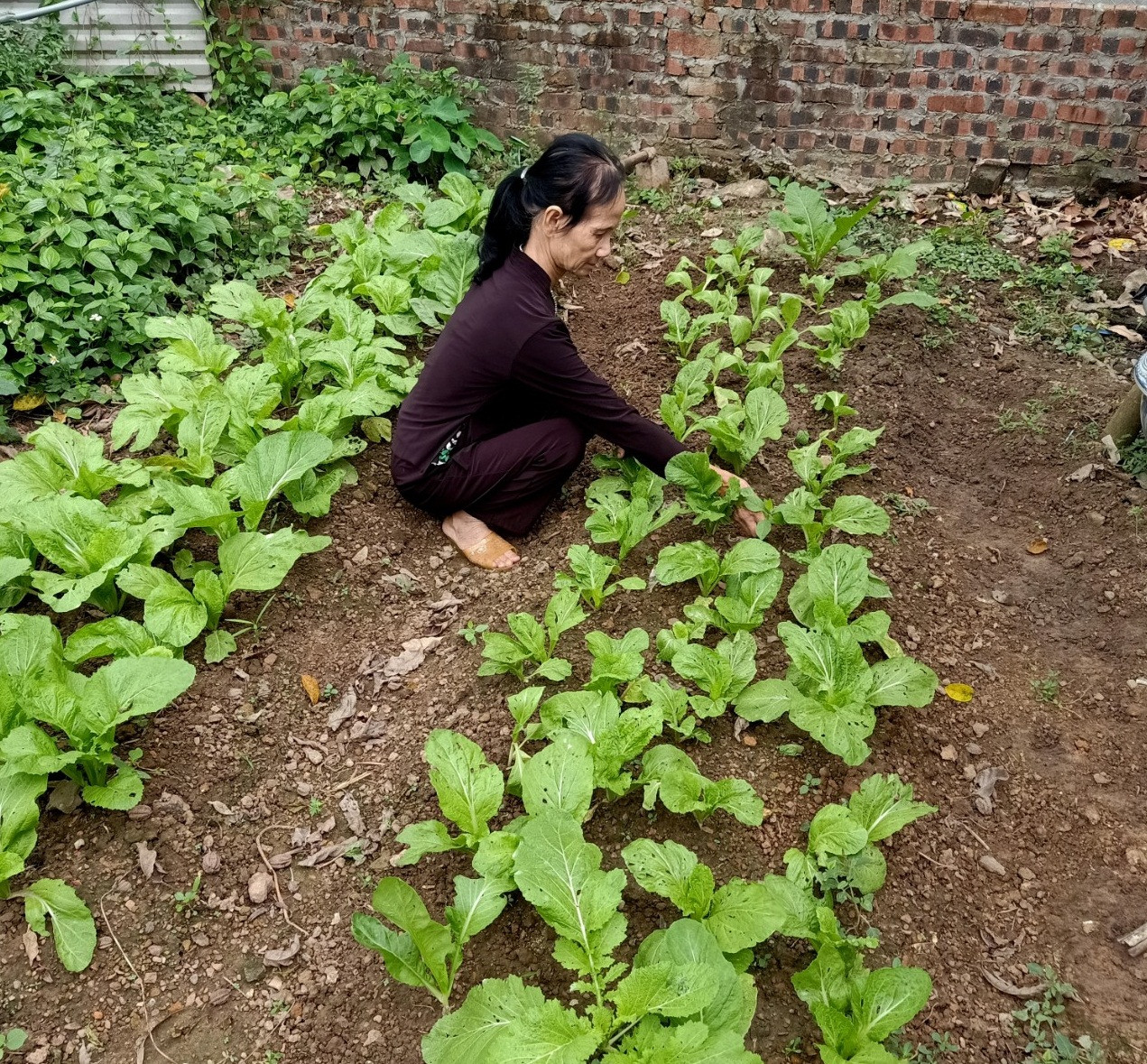 Bà mẹ 73 tuổi nuôi con tâm thần làm đơn xin ra khỏi hộ nghèo ảnh 2