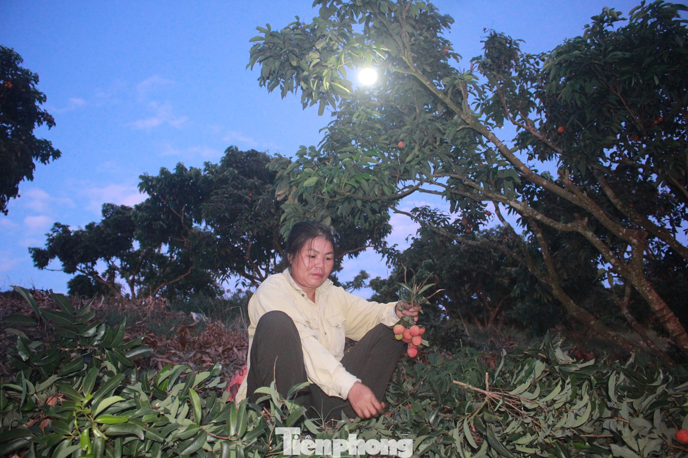 Vải thiều vào chính vụ, nông dân thu hoạch thâu đêm ảnh 3