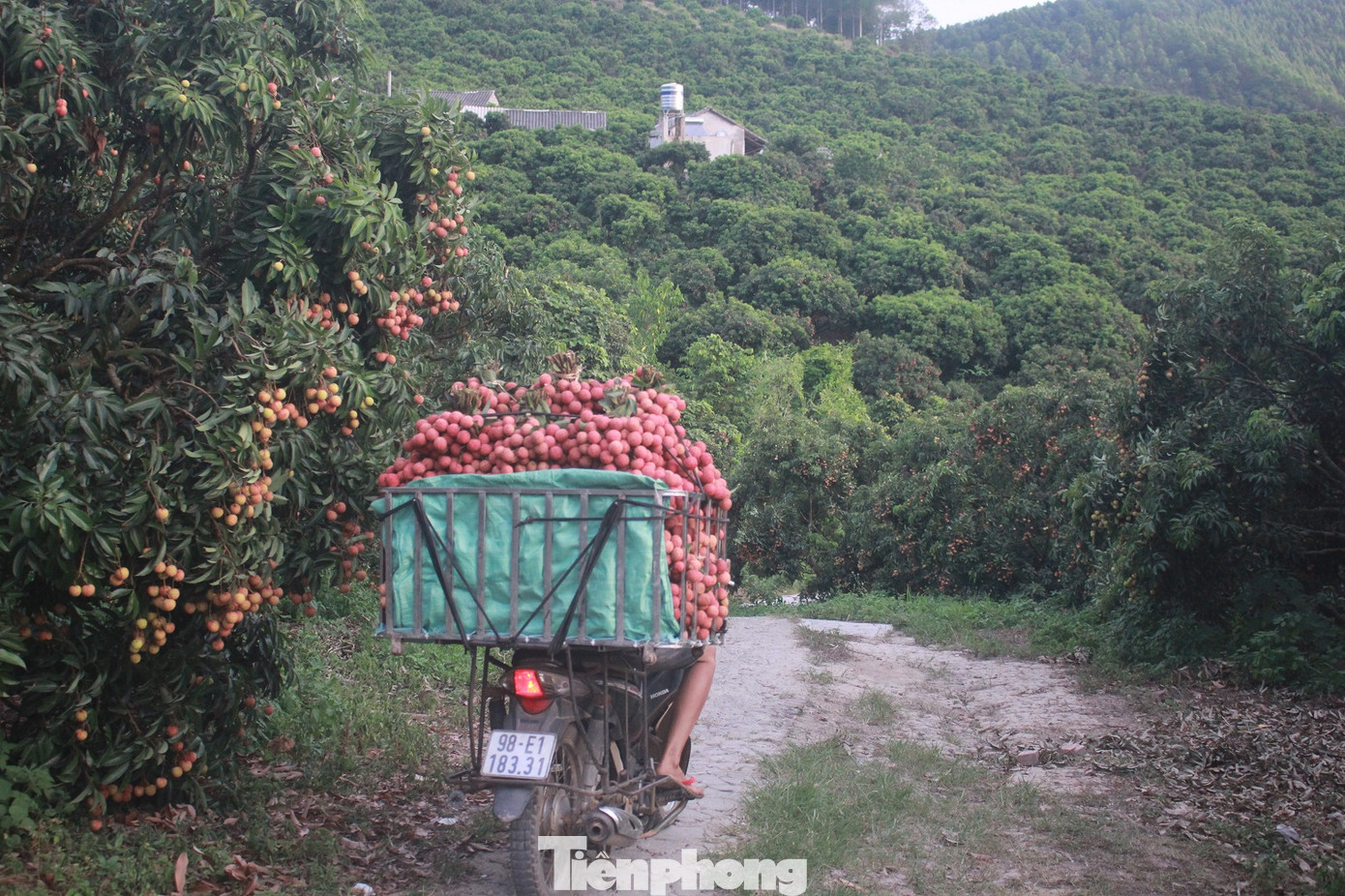 Vải thiều vào chính vụ, nông dân thu hoạch thâu đêm ảnh 7