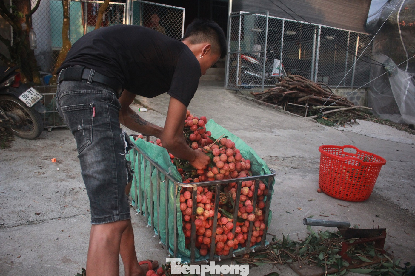 Vải thiều vào chính vụ, nông dân thu hoạch thâu đêm ảnh 6