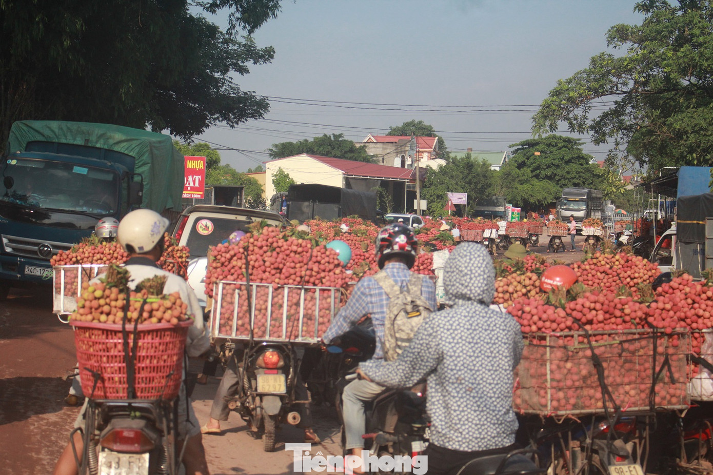 Vải thiều vào chính vụ, nông dân thu hoạch thâu đêm ảnh 9