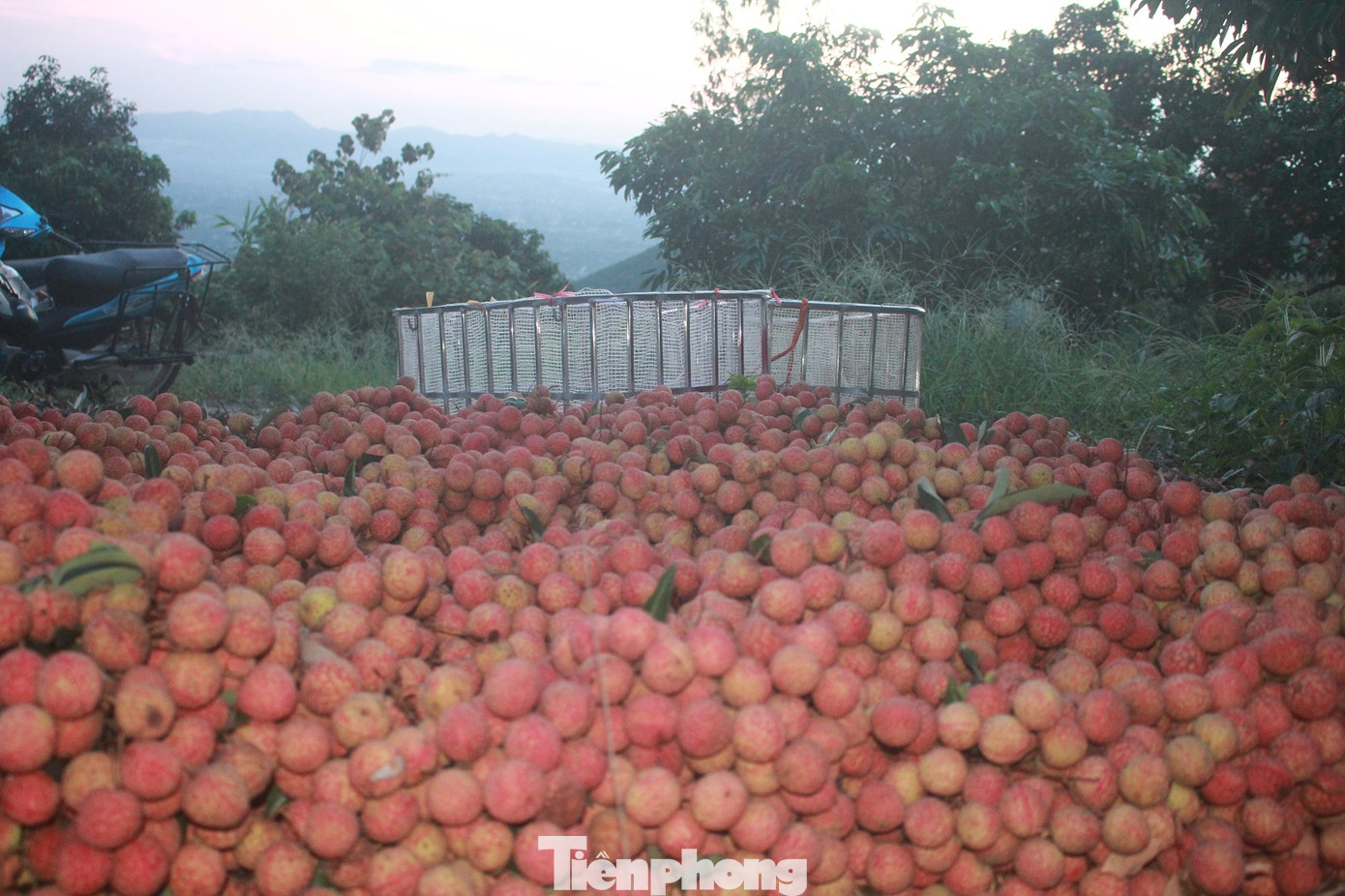 Vải thiều vào chính vụ, nông dân thu hoạch thâu đêm ảnh 5