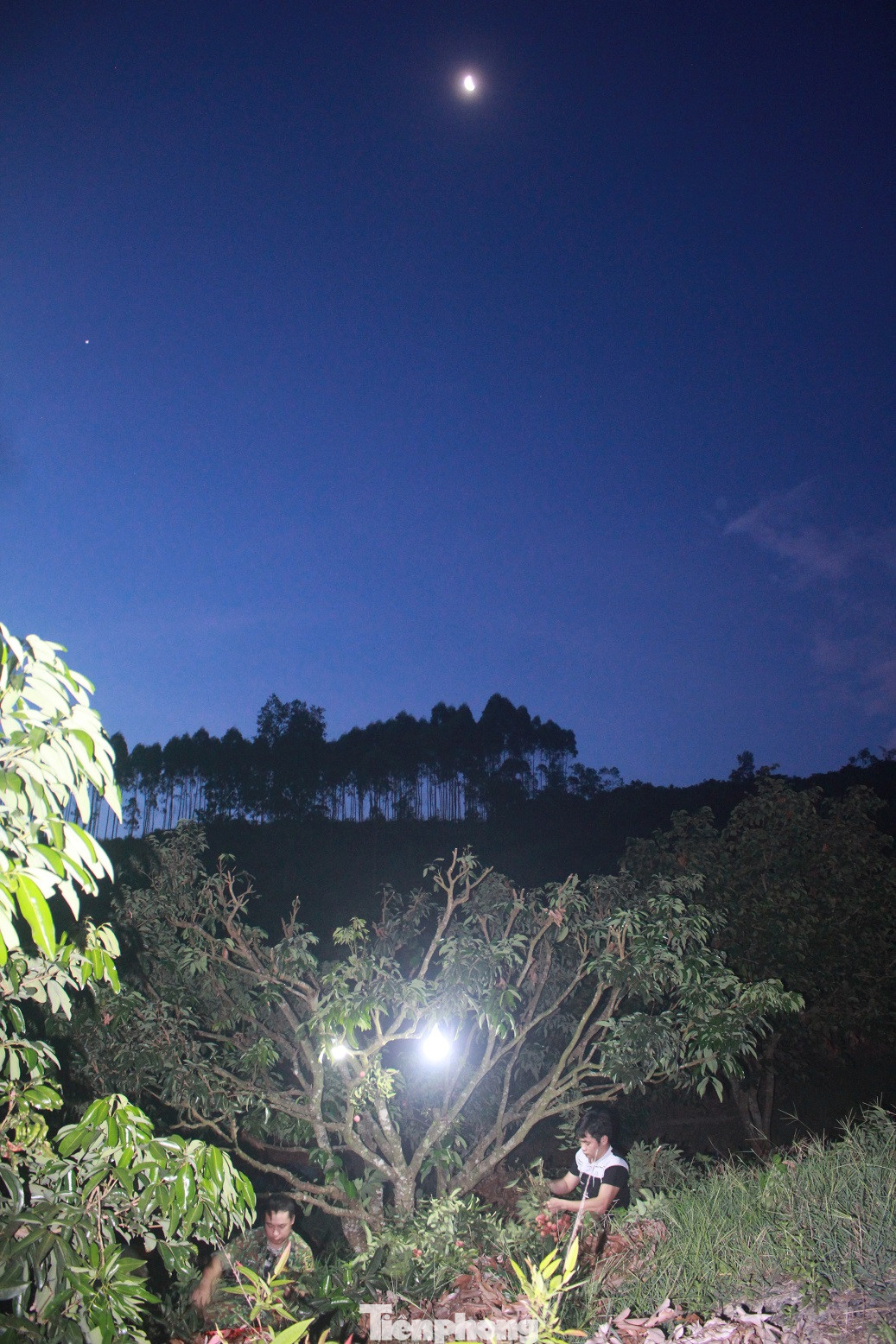 Vải thiều vào chính vụ, nông dân thu hoạch thâu đêm ảnh 4