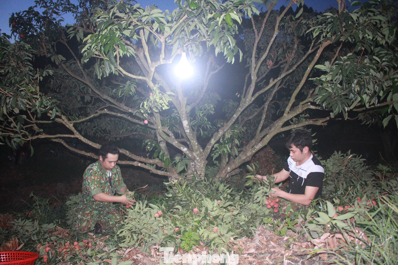 Vải thiều vào chính vụ, nông dân thu hoạch thâu đêm ảnh 2
