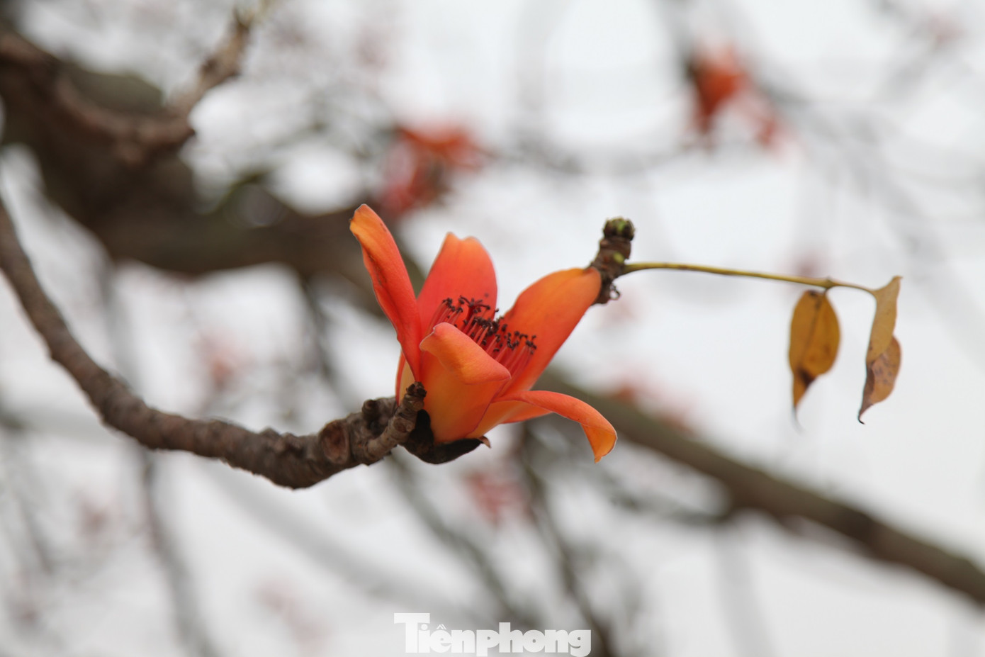 Dòng người tấp nập đổ về chiêm ngưỡng cây gạo cổ thụ ở Bắc Giang ảnh 5