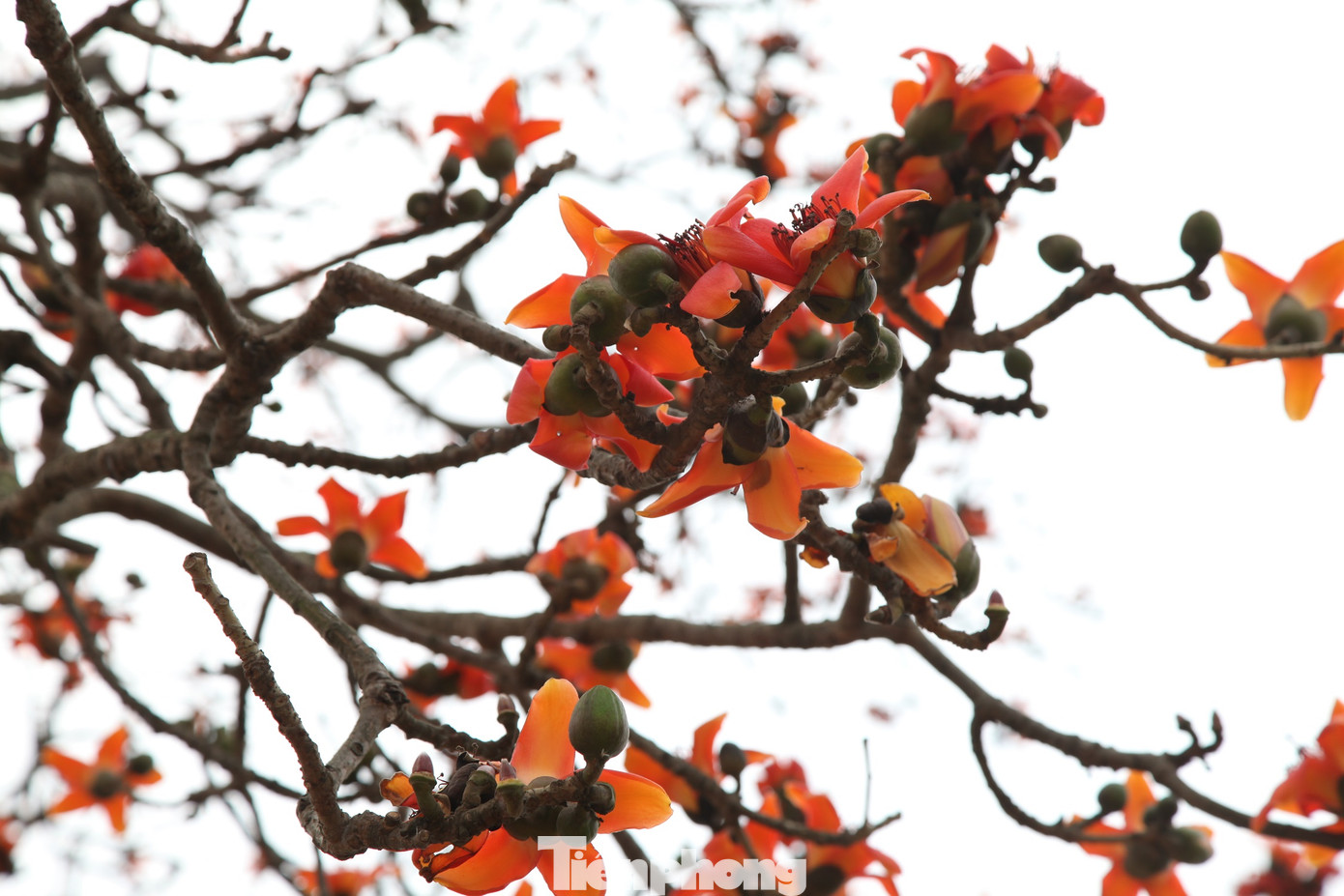 Dòng người tấp nập đổ về chiêm ngưỡng cây gạo cổ thụ ở Bắc Giang ảnh 11