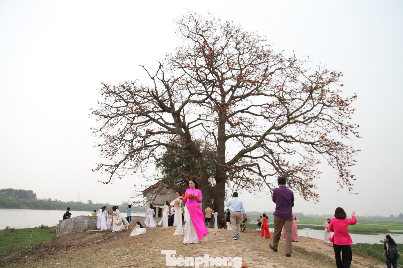 Dòng người tấp nập đổ về chiêm ngưỡng cây gạo cổ thụ ở Bắc Giang ảnh 1