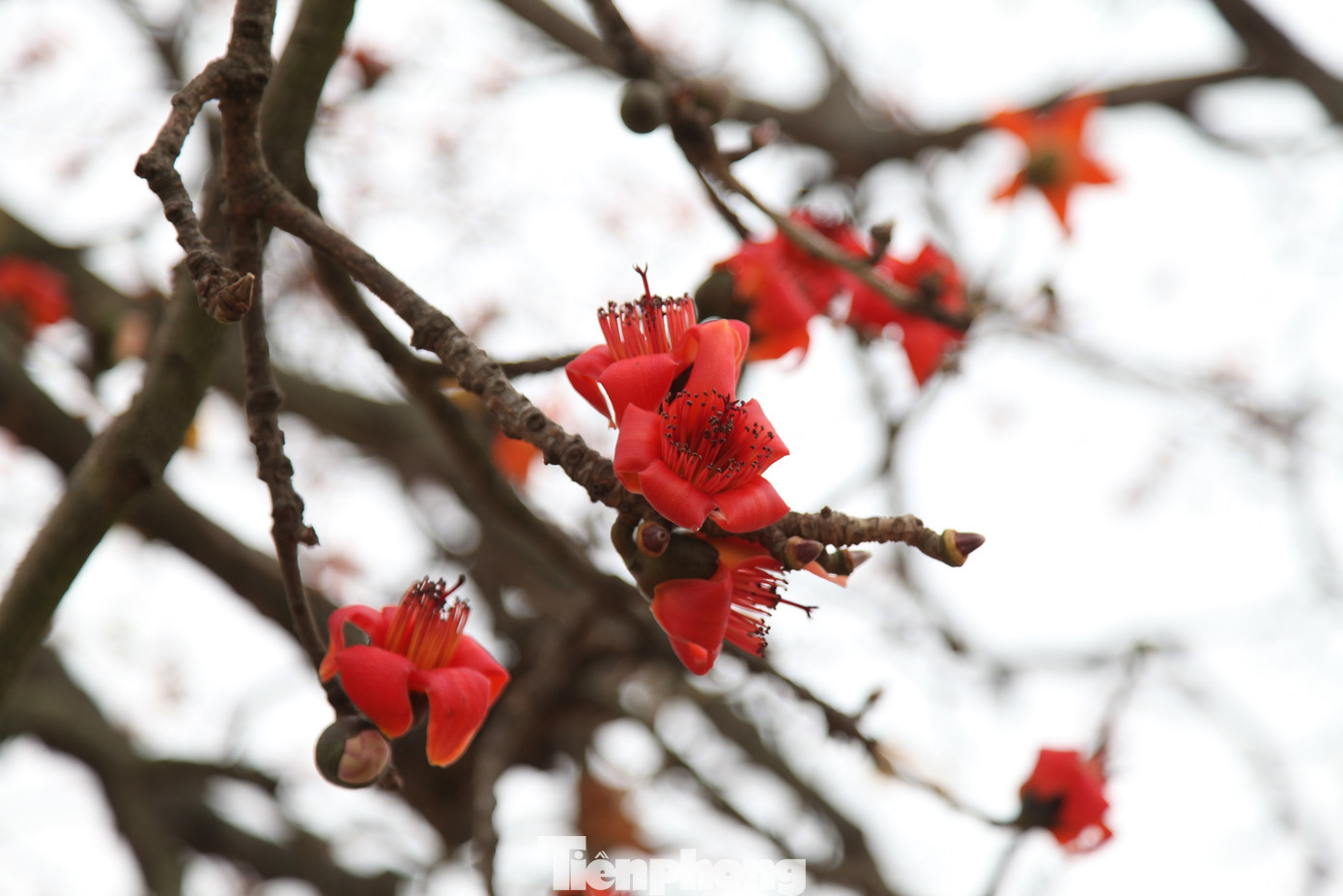 Dòng người tấp nập đổ về chiêm ngưỡng cây gạo cổ thụ ở Bắc Giang ảnh 8