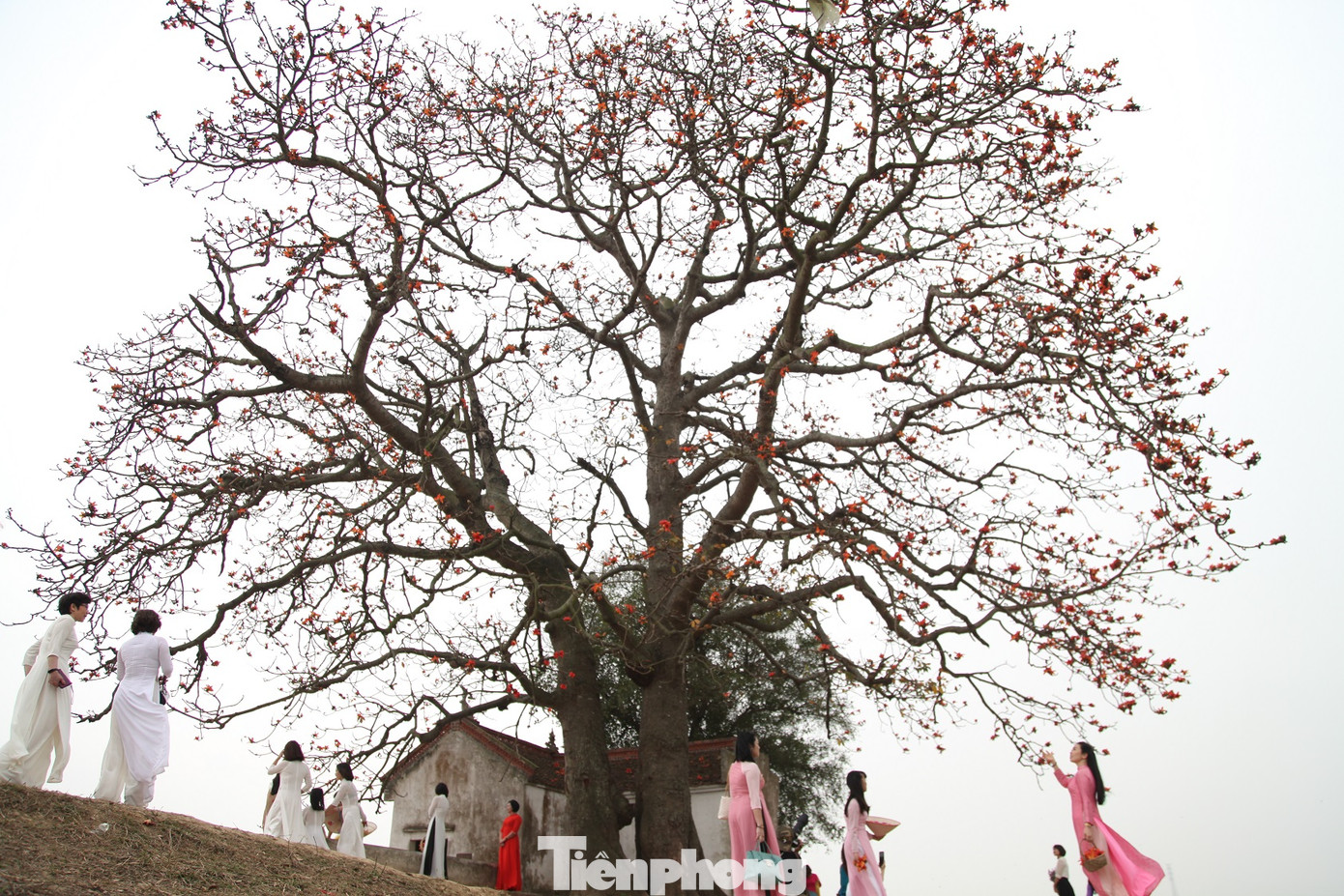 Dòng người tấp nập đổ về chiêm ngưỡng cây gạo cổ thụ ở Bắc Giang ảnh 6