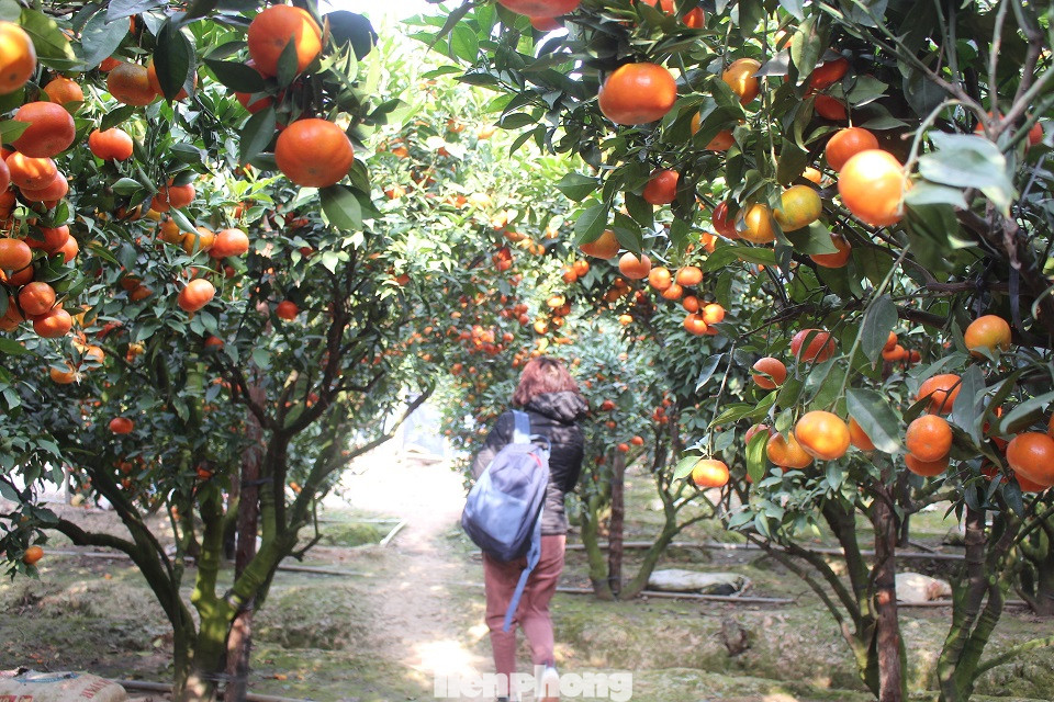 Bộ trưởng Nguyễn Xuân Cường 'xông đất' vựa cây ăn quả Bắc Giang ảnh 3