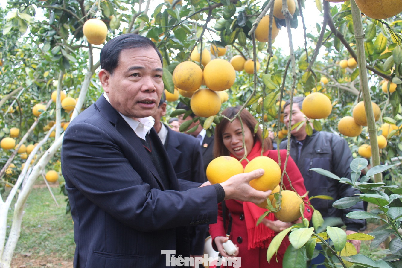 Bộ trưởng Nguyễn Xuân Cường 'xông đất' vựa cây ăn quả Bắc Giang ảnh 2