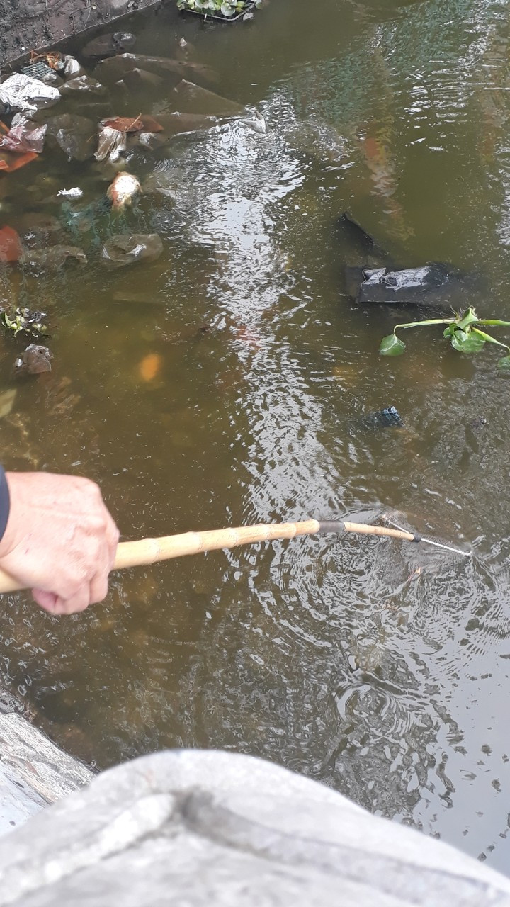 Tái diễn cảnh vợt rùa, bắt cá vừa phóng sinh ở chùa Trấn Quốc ảnh 5