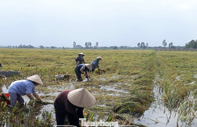 Thái Bình, Nam Định thiệt hại gần 10.000 ha lúa vì mưa lớn ảnh 5