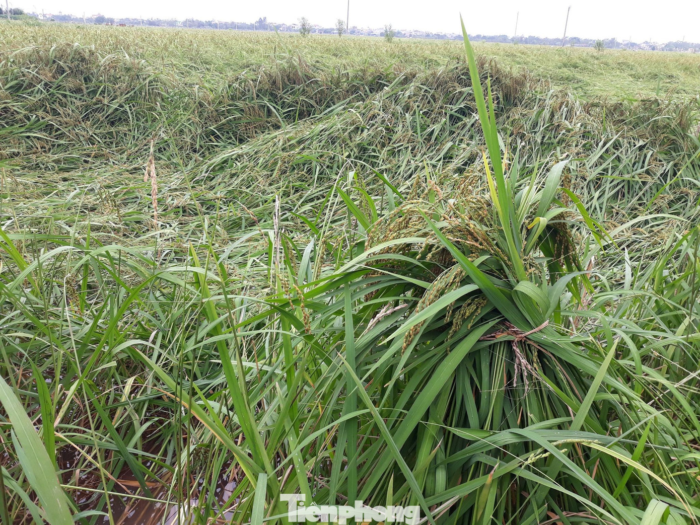 Thái Bình, Nam Định thiệt hại gần 10.000 ha lúa vì mưa lớn ảnh 3