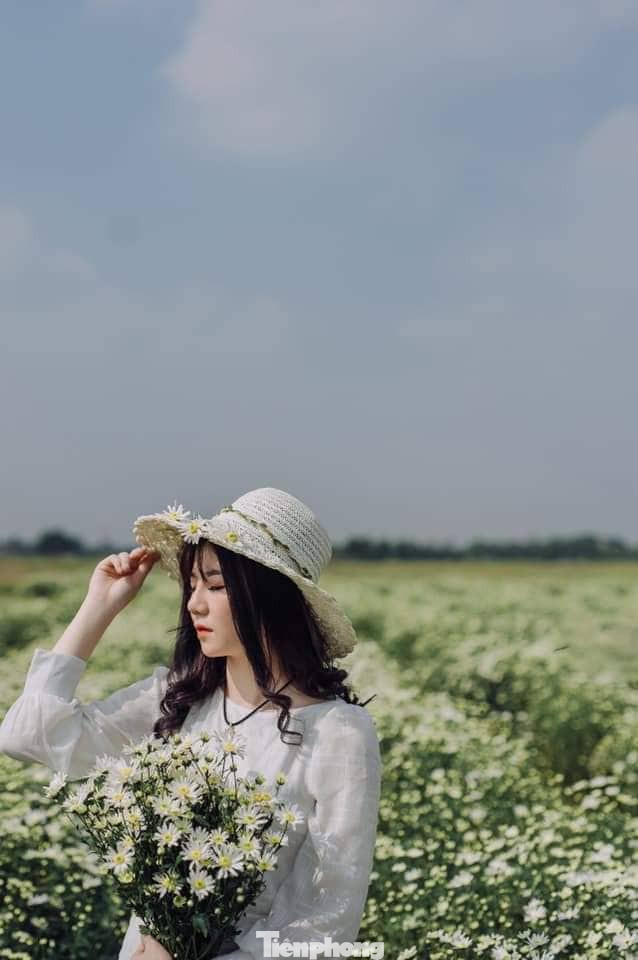 Thảm cúc họa mi trắng tinh khôi ở Nam Định 'hút' giới trẻ ảnh 11