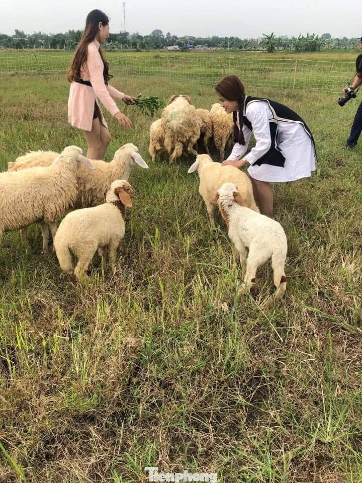 Thảm cúc họa mi trắng tinh khôi ở Nam Định 'hút' giới trẻ ảnh 20