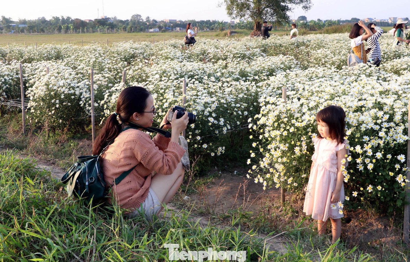 Thảm cúc họa mi trắng tinh khôi ở Nam Định 'hút' giới trẻ ảnh 8