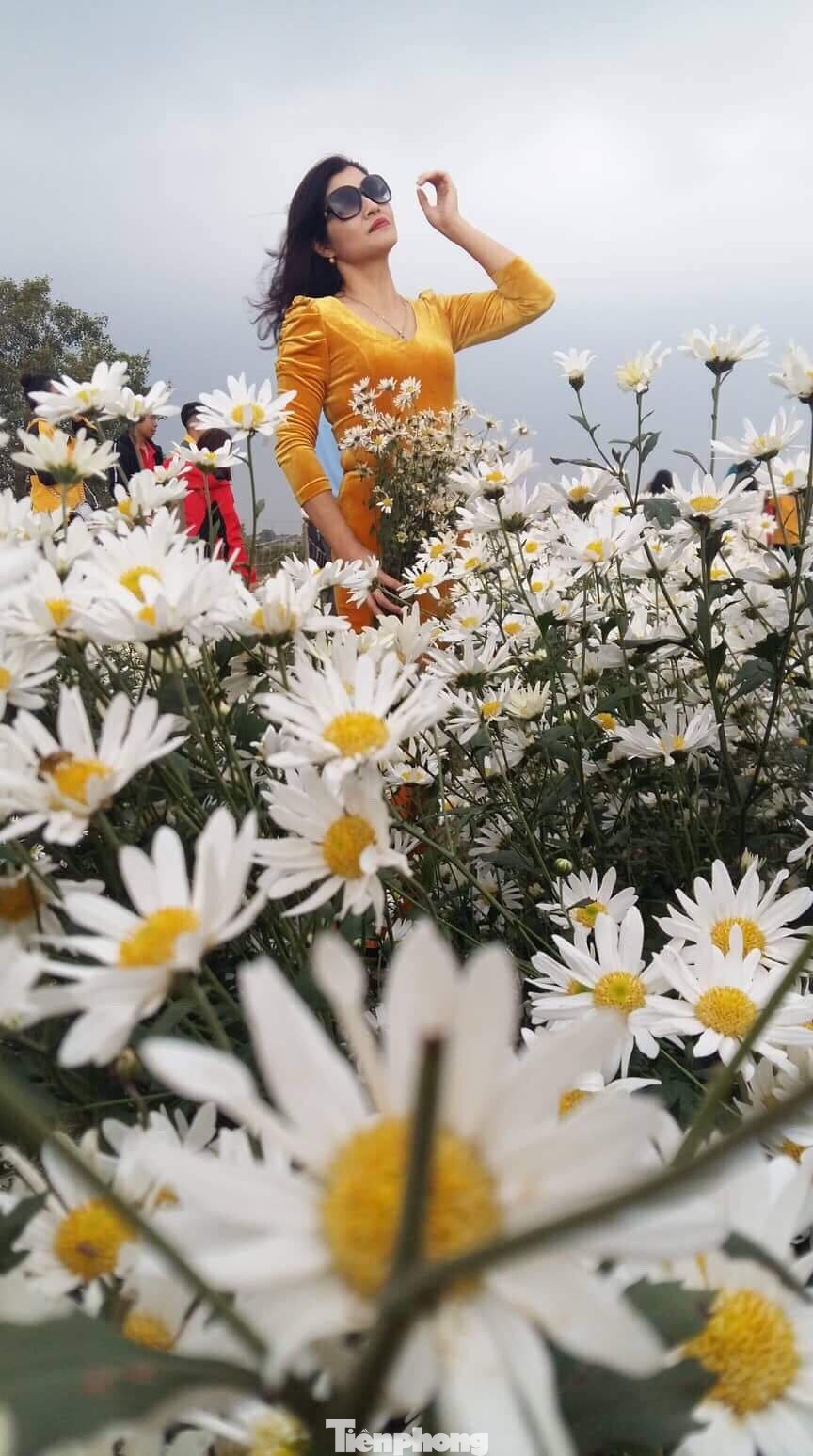 Thảm cúc họa mi trắng tinh khôi ở Nam Định 'hút' giới trẻ ảnh 15