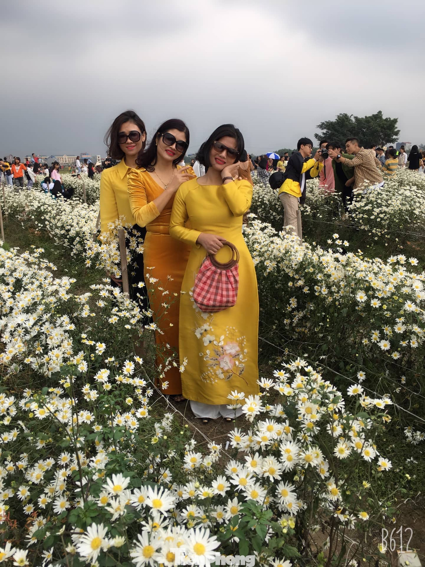 Thảm cúc họa mi trắng tinh khôi ở Nam Định 'hút' giới trẻ ảnh 18