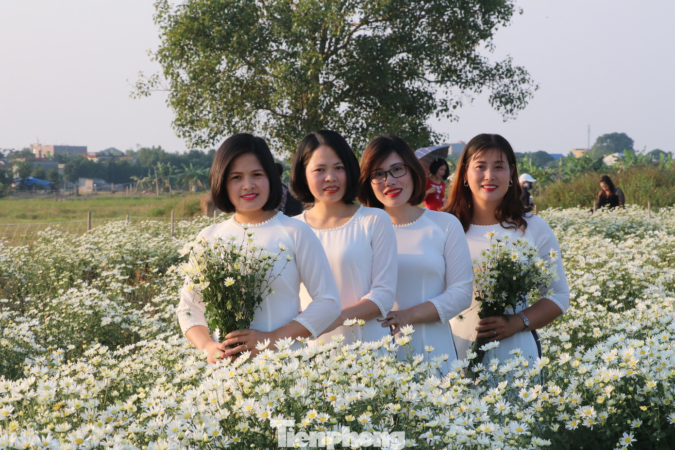 Thảm cúc họa mi trắng tinh khôi ở Nam Định 'hút' giới trẻ ảnh 12