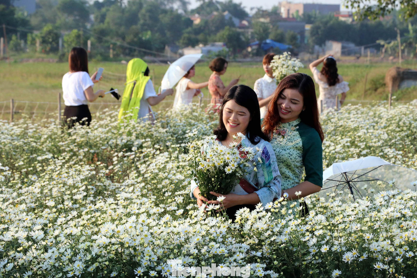 Thảm cúc họa mi trắng tinh khôi ở Nam Định 'hút' giới trẻ ảnh 10