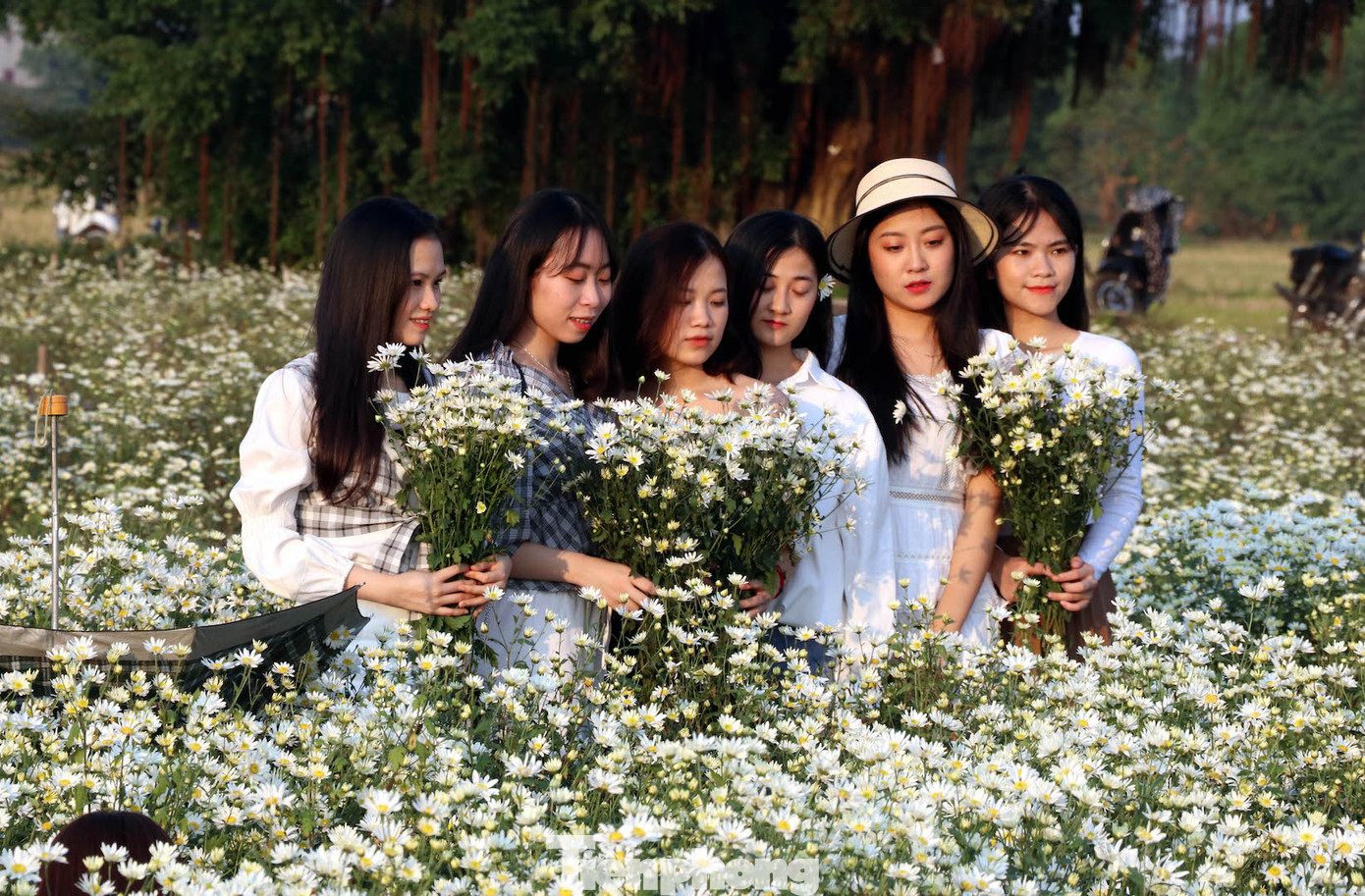 Thảm cúc họa mi trắng tinh khôi ở Nam Định 'hút' giới trẻ ảnh 17