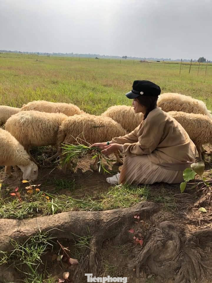 Thảm cúc họa mi trắng tinh khôi ở Nam Định 'hút' giới trẻ ảnh 19