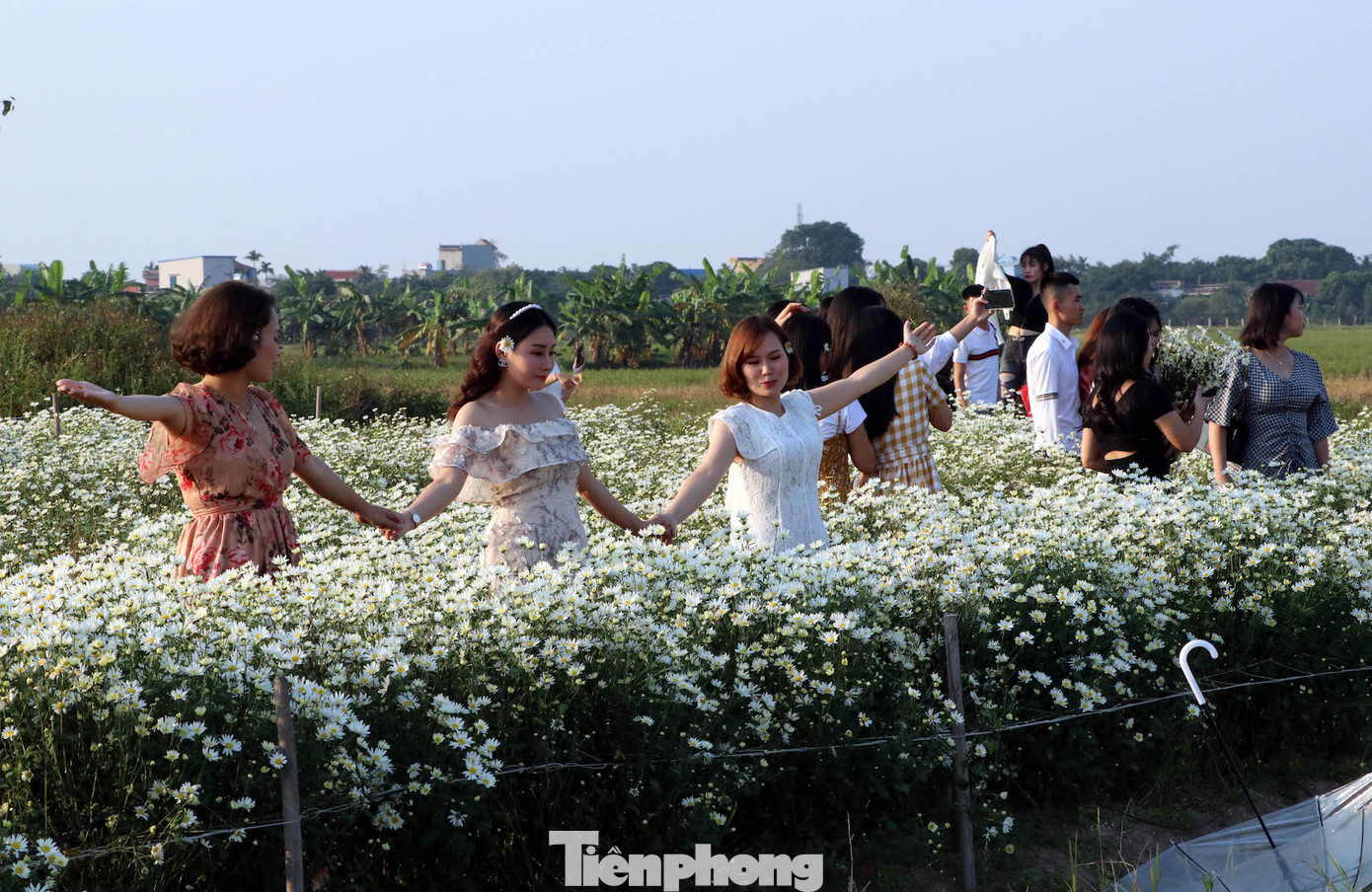 Thảm cúc họa mi trắng tinh khôi ở Nam Định 'hút' giới trẻ ảnh 16