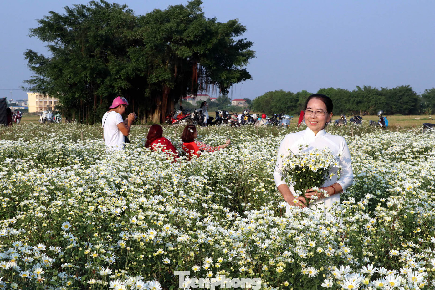 Thảm cúc họa mi trắng tinh khôi ở Nam Định 'hút' giới trẻ ảnh 13