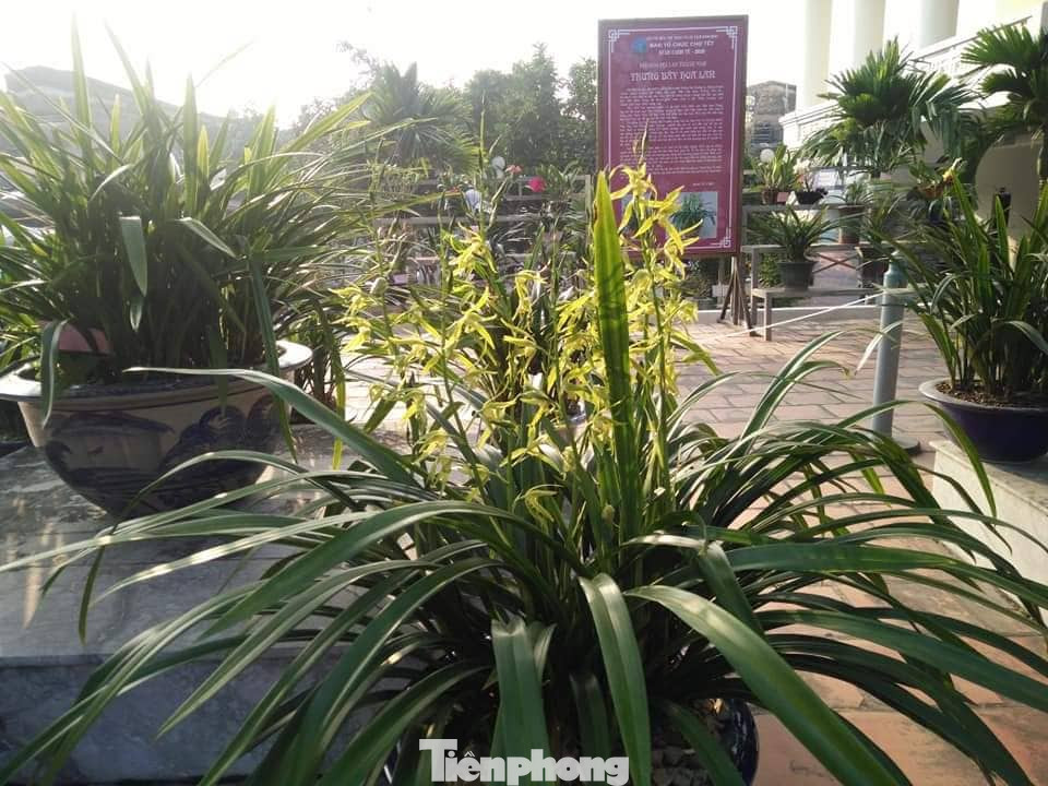 Ấn tượng với chợ Tết ‘Một thoáng Thành Nam’ ảnh 9