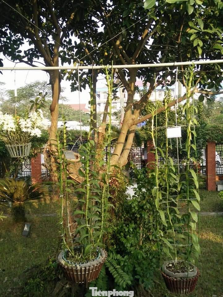 Ấn tượng với chợ Tết ‘Một thoáng Thành Nam’ ảnh 11